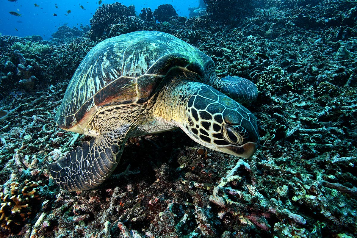 Tartaruga verde (Chelonia mydas)
