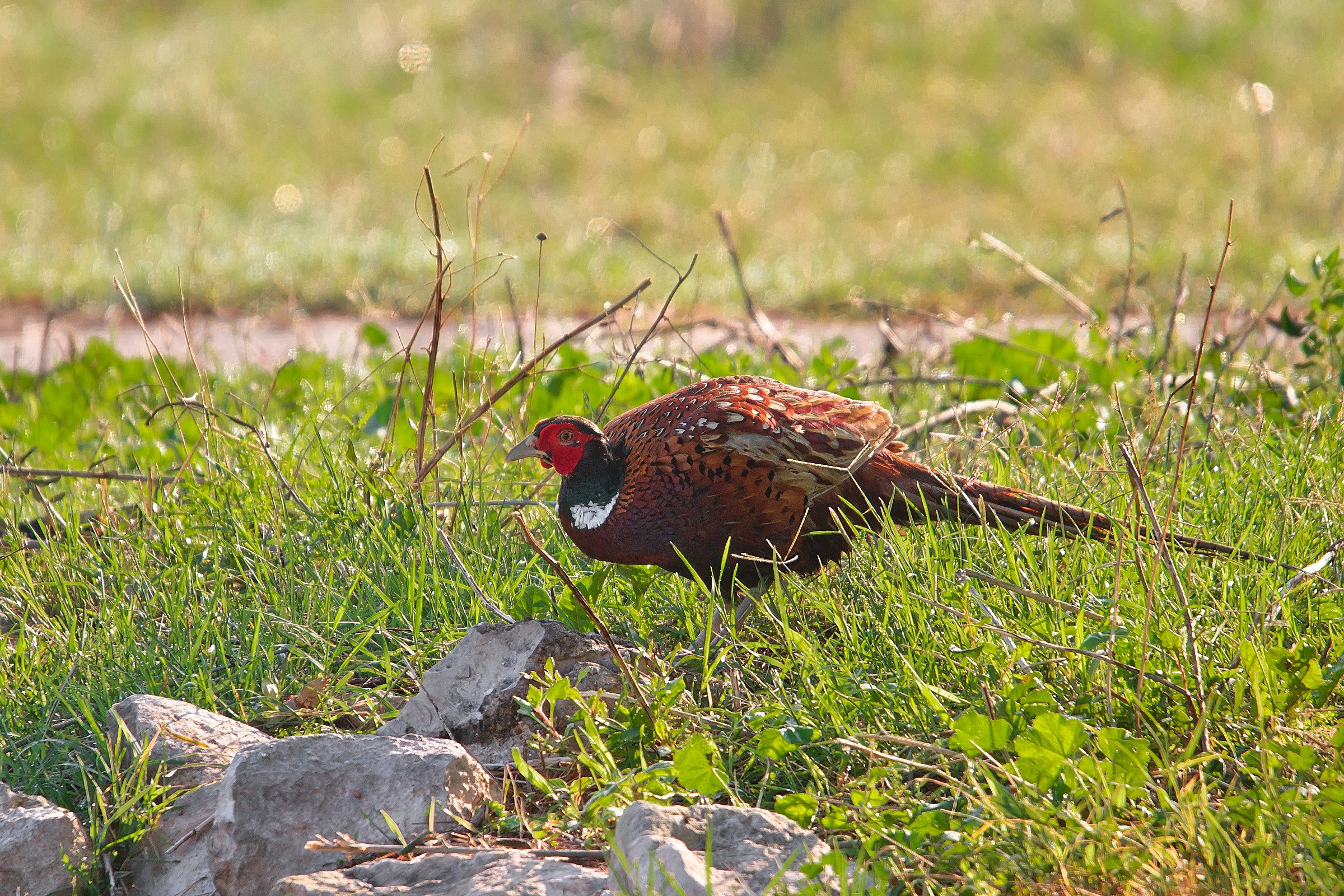 Wild pheasant