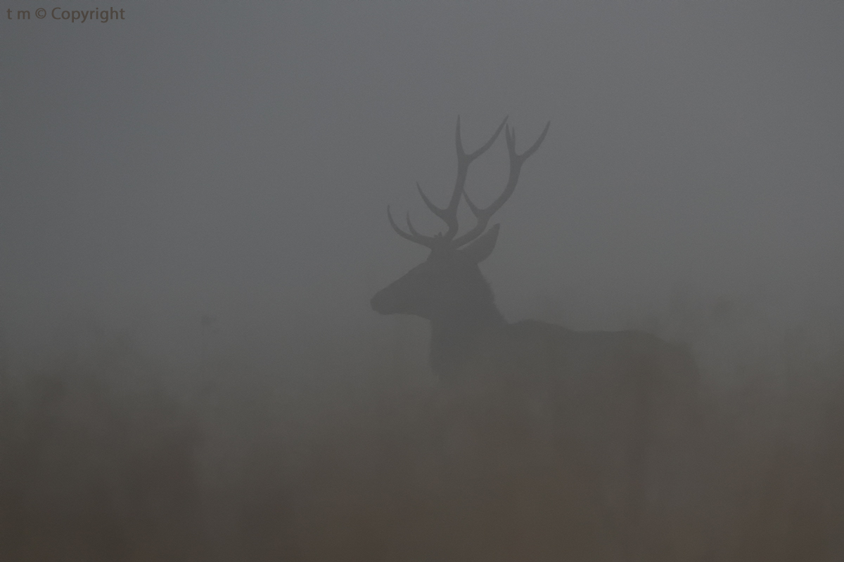 Echoes and presences in the fog