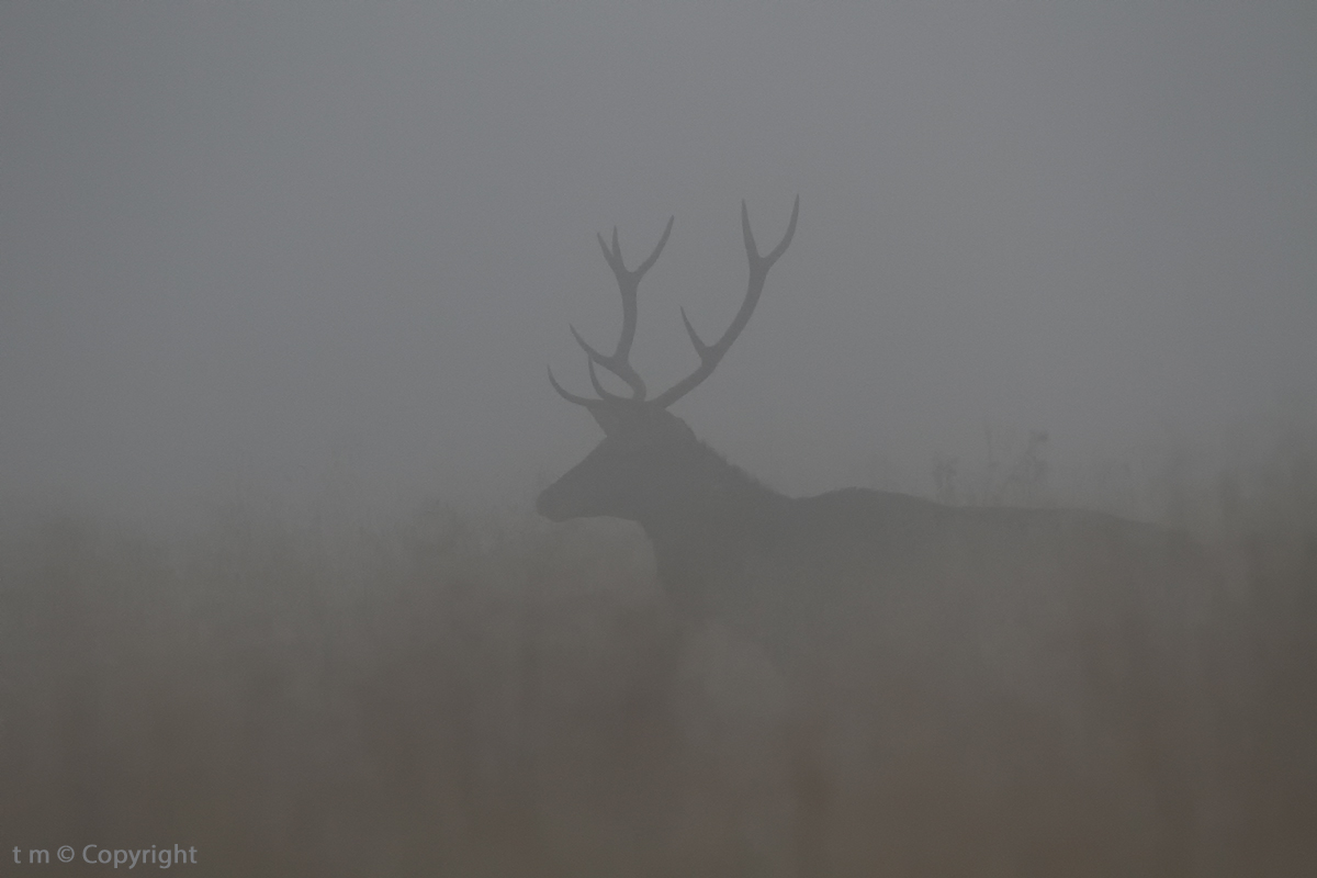 Echoes and shapes in the fog