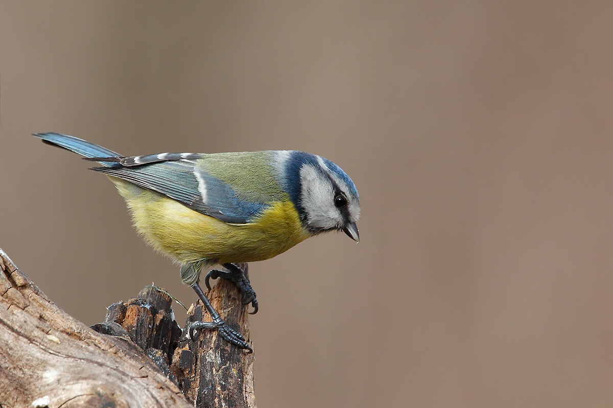 Cyanistes caeruleus