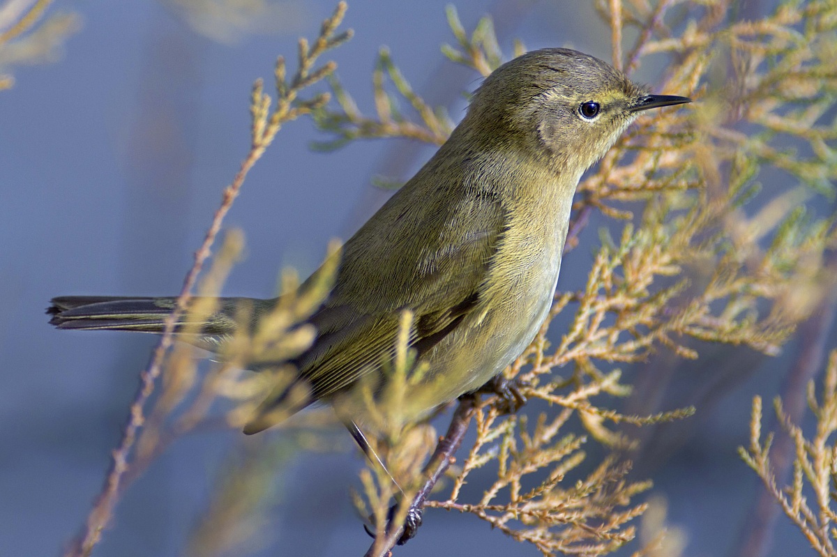 Chiffchaff