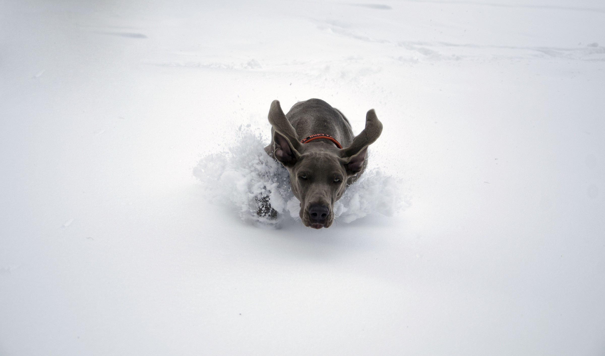 Duca il mio Weimaraner