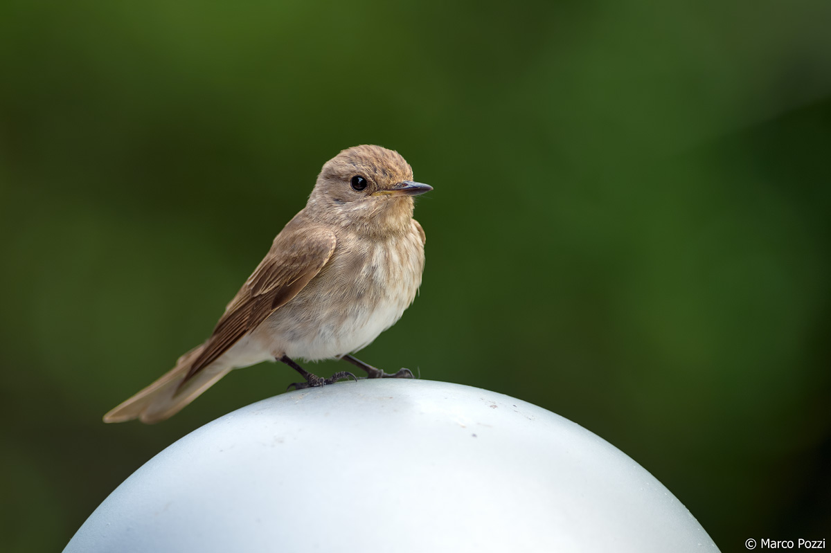 spotted flycatcher