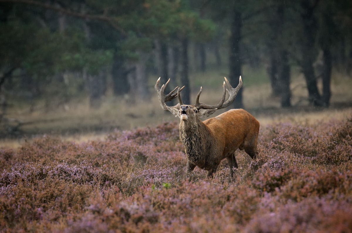Deer in rutting