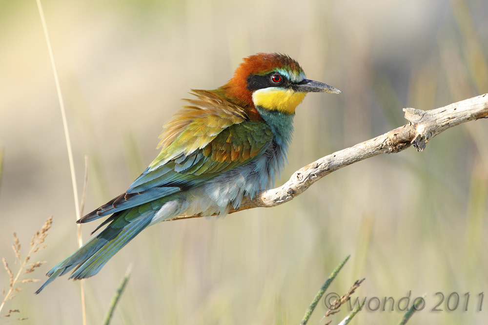 Merops apiaster (Bee) 7