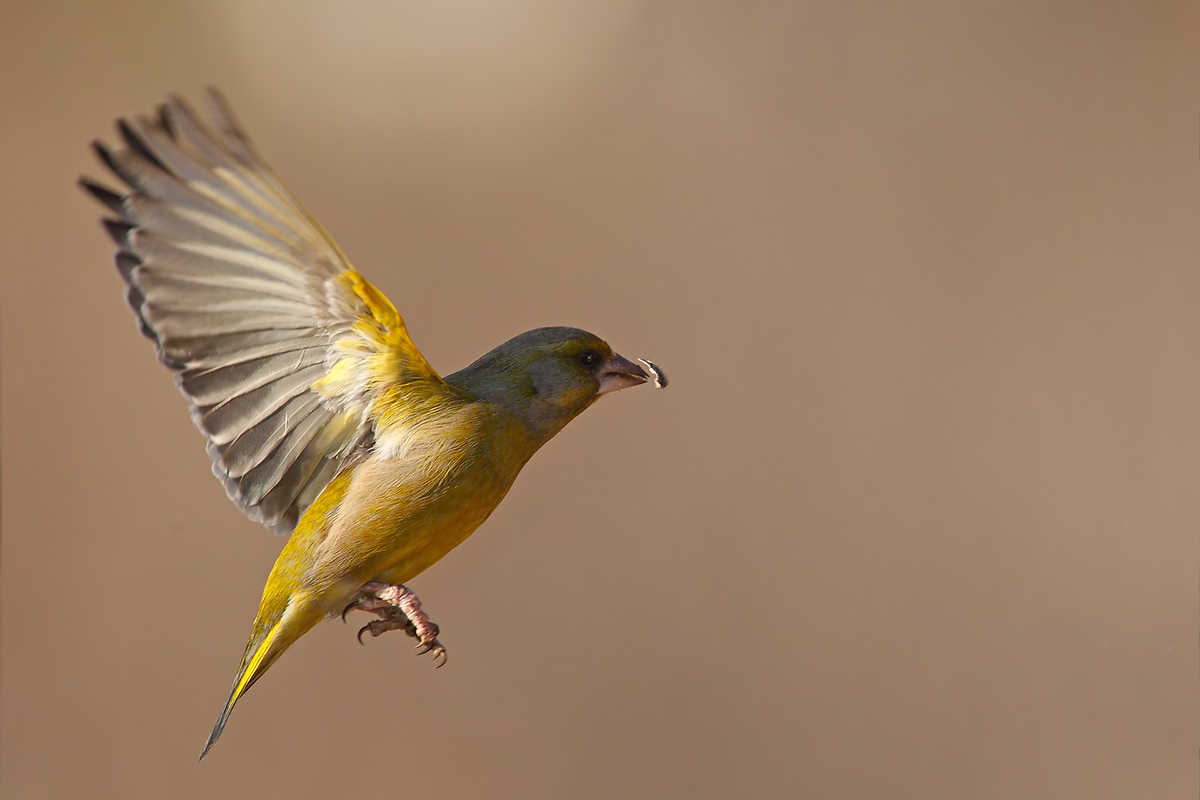 Chloris chloris - in flight -