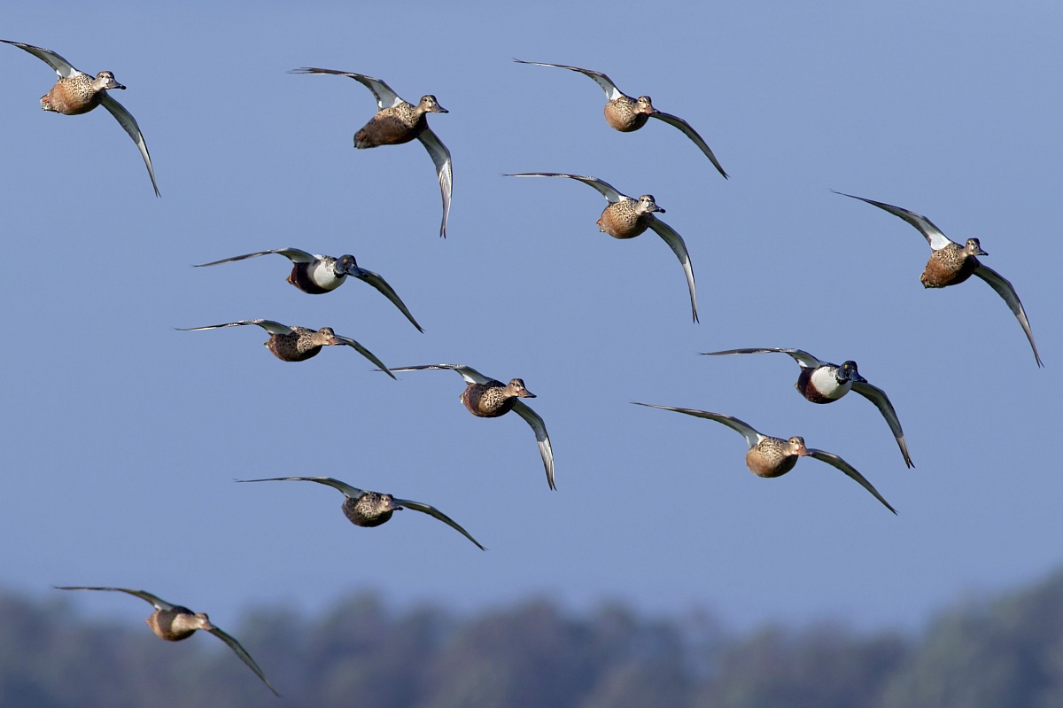 Shovelers in flight