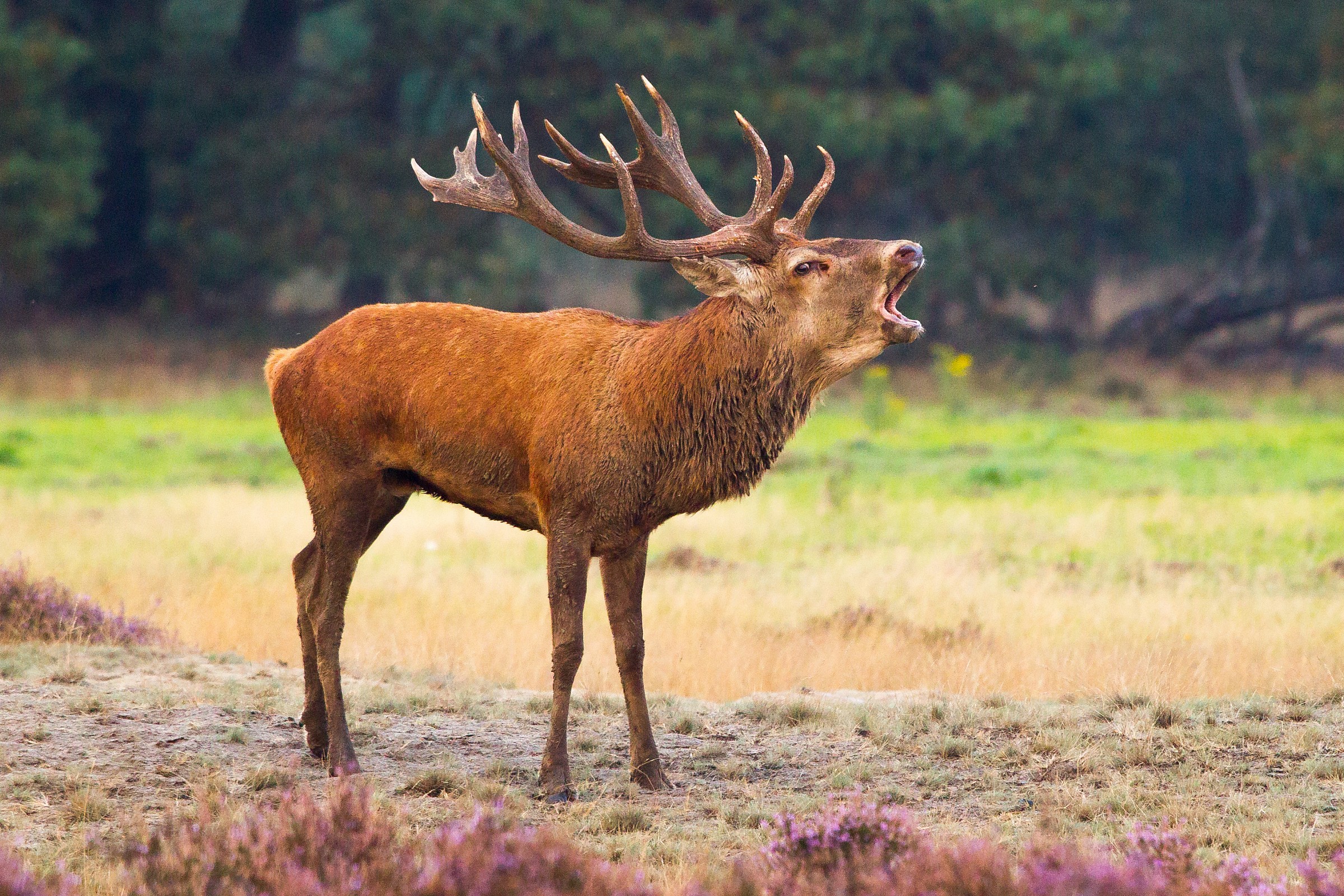 Expression of power.