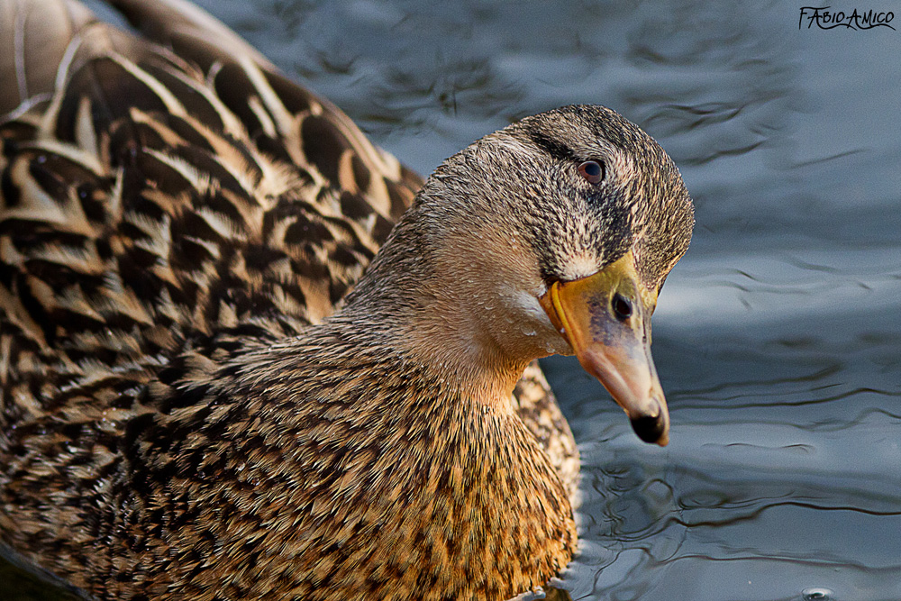 Ma non mi starai mica fotografando?