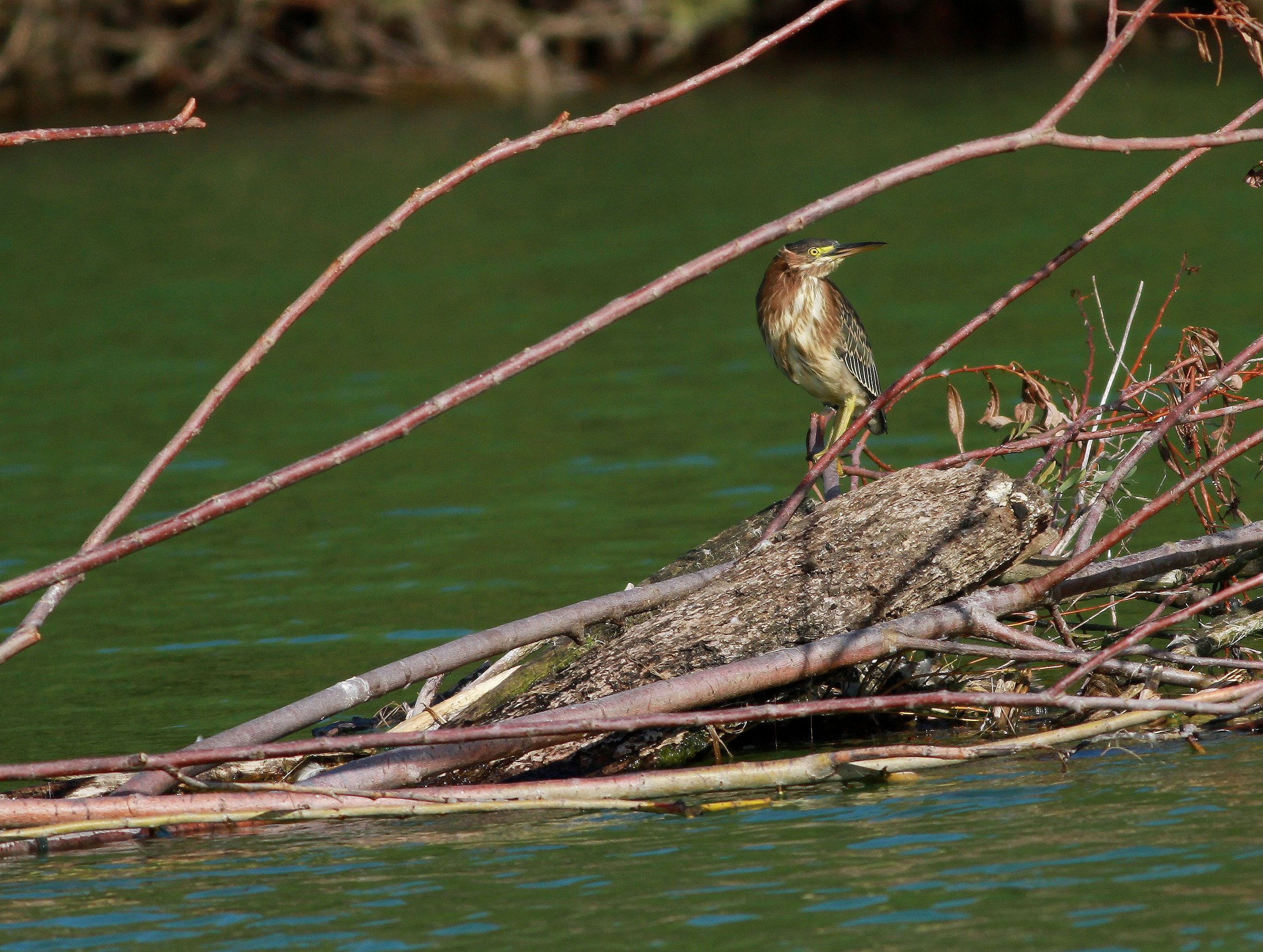 Last Vestiages of Summer