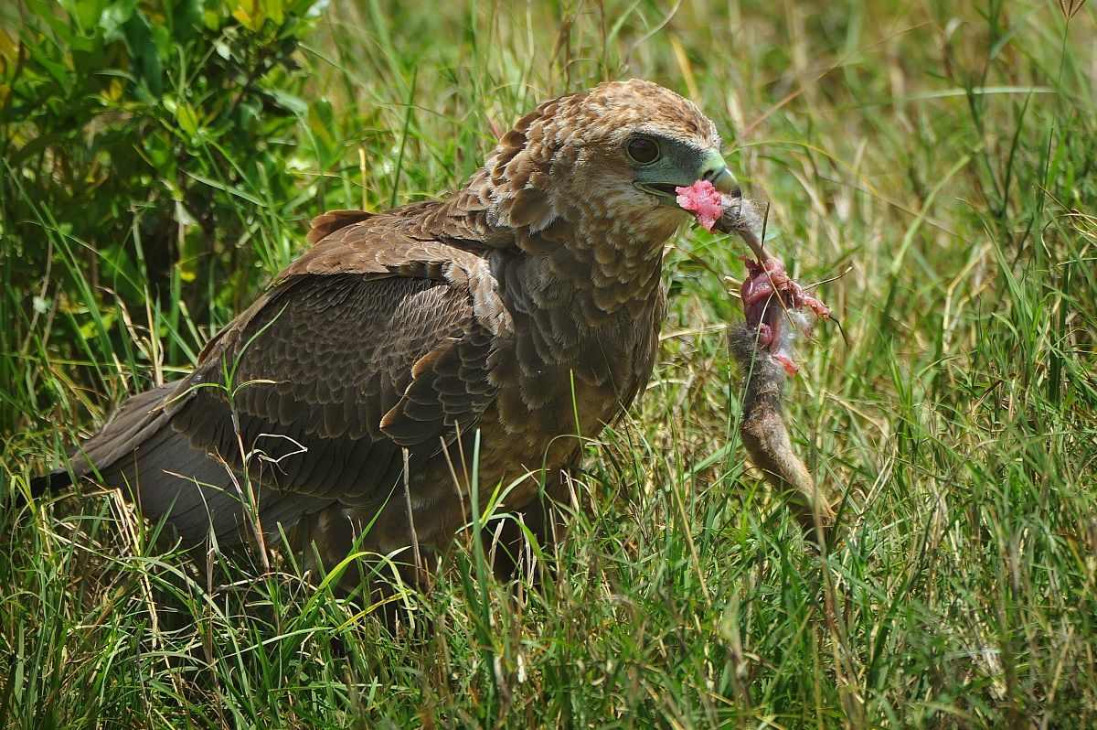 The prey of the falcon