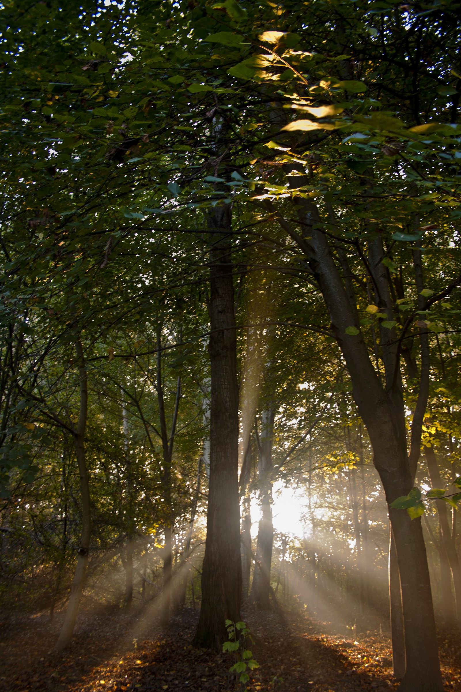 First rays of autumn
