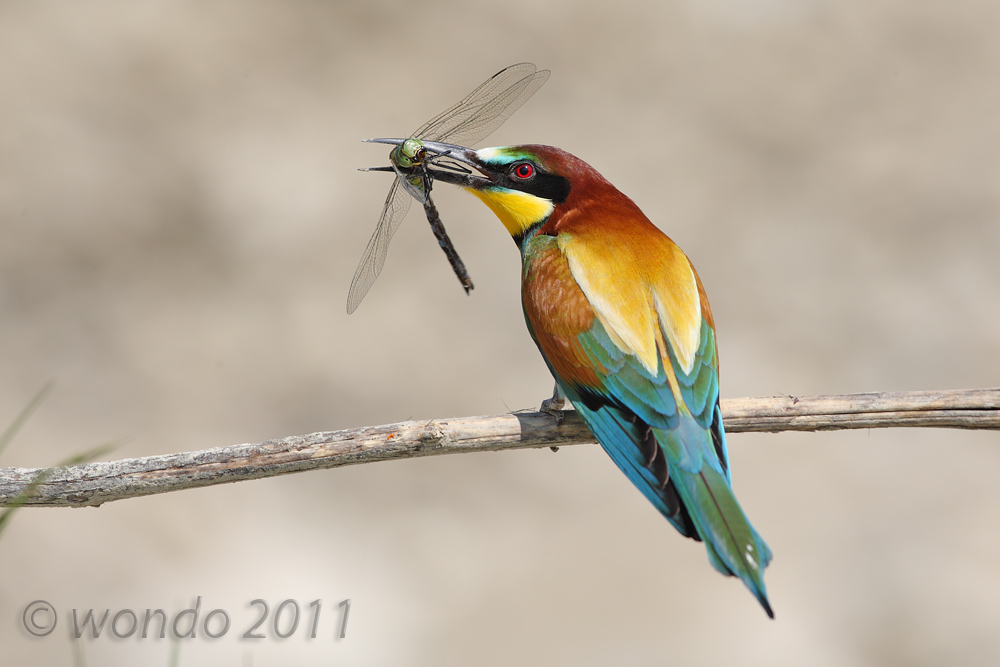 Merops apiaster (Bee) 8