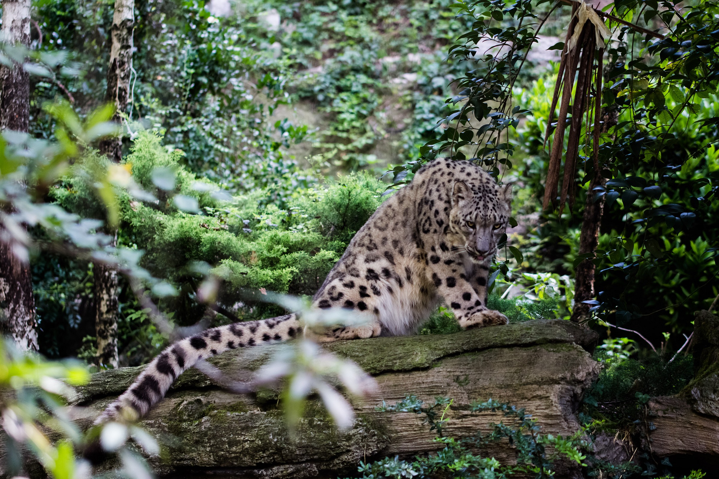 Leopardo delle nevi