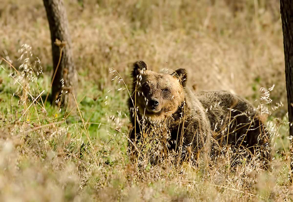 orso marsicano in natura