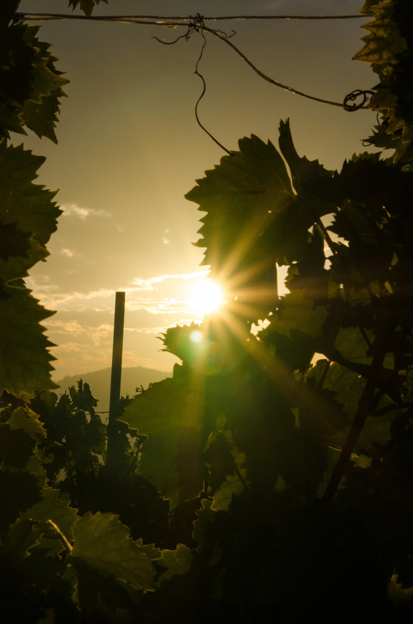 The sun goes out behind the screws of the Monferrato