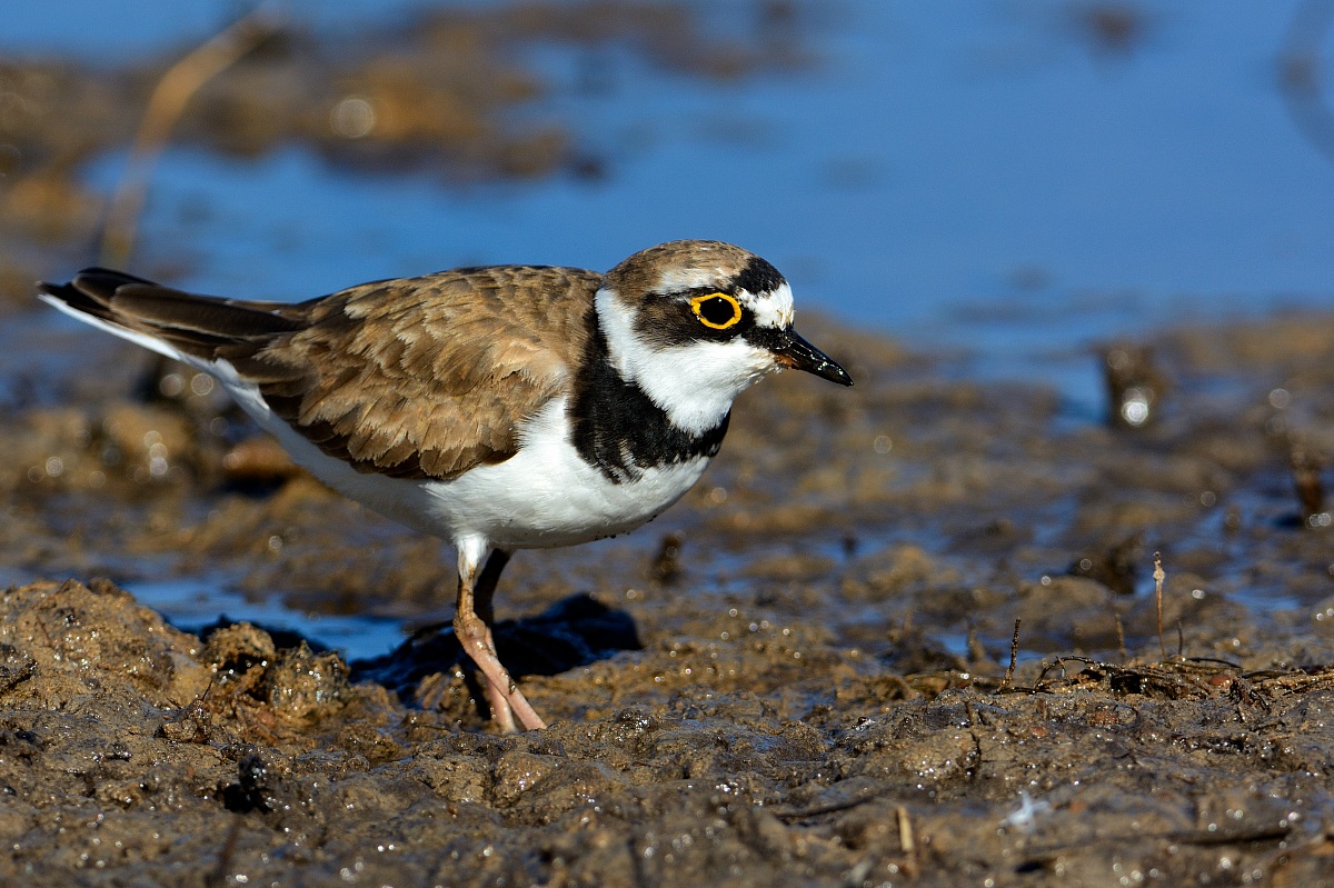 Little Ringed Plover