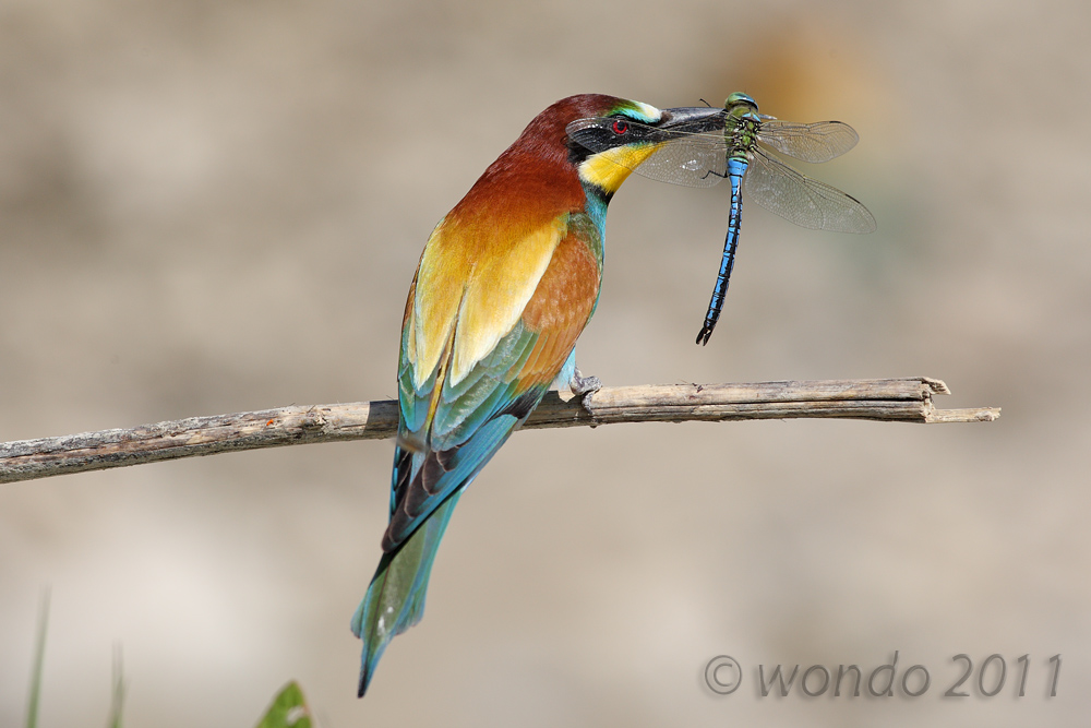 Merops apiaster (Bee) 9