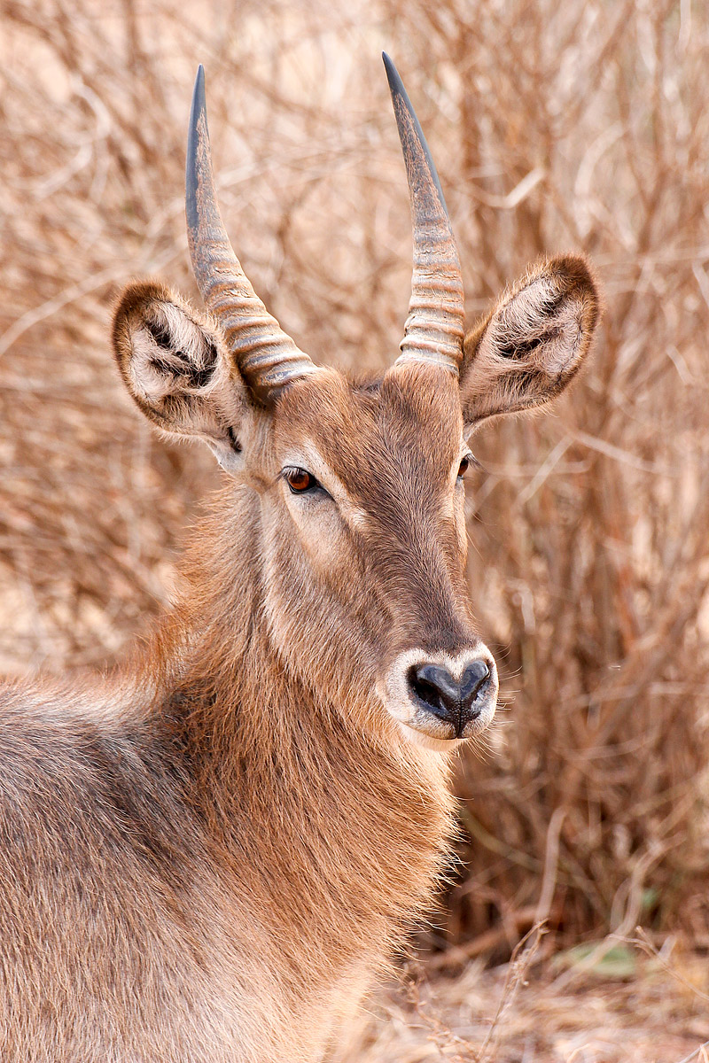 Waterbuck