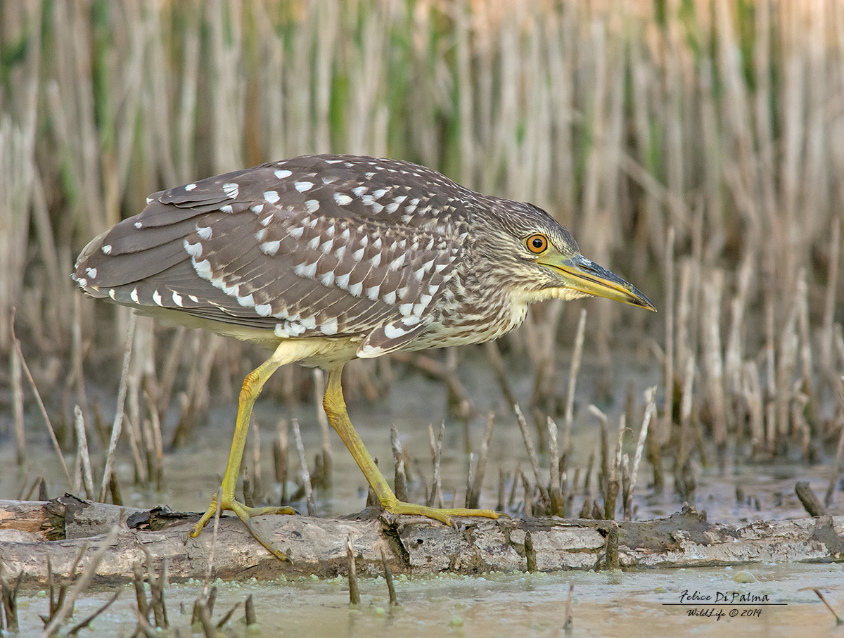 La passeggiata della nitticora