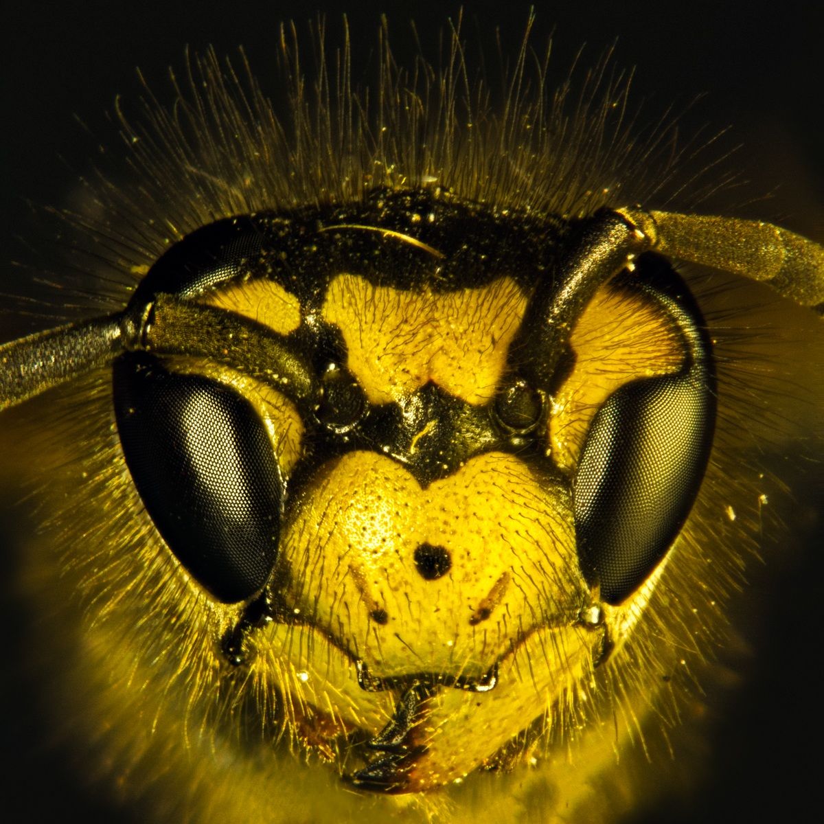 Dolichovespula sylvestris
