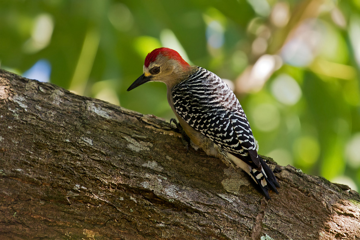 Picchio corona rossa