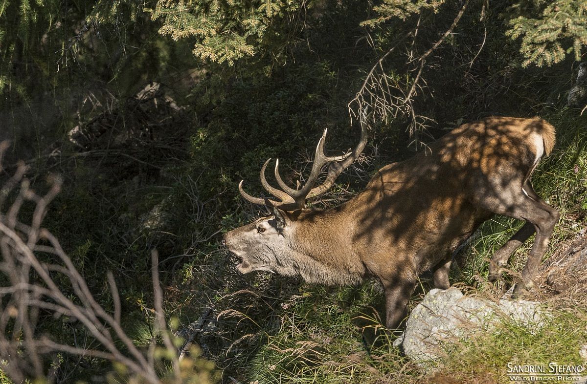 Cervo al bramito