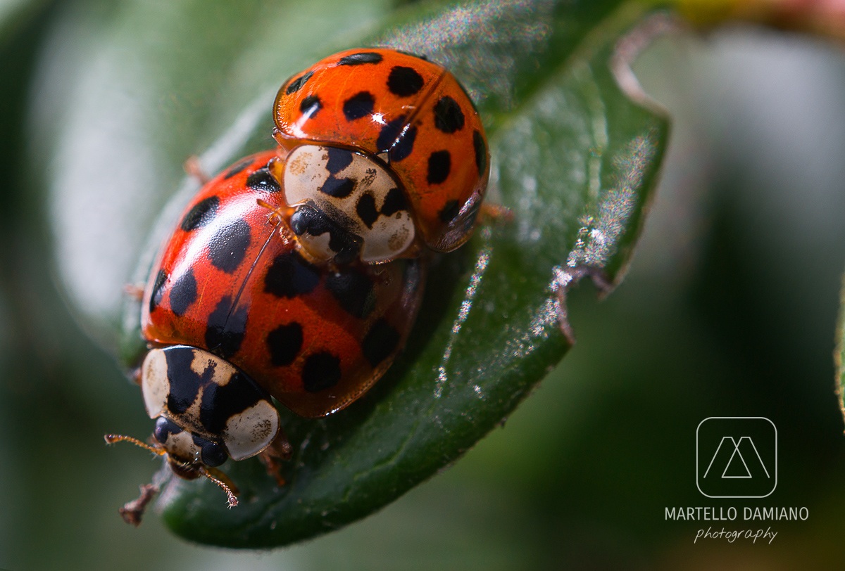 -Coccinellidae-