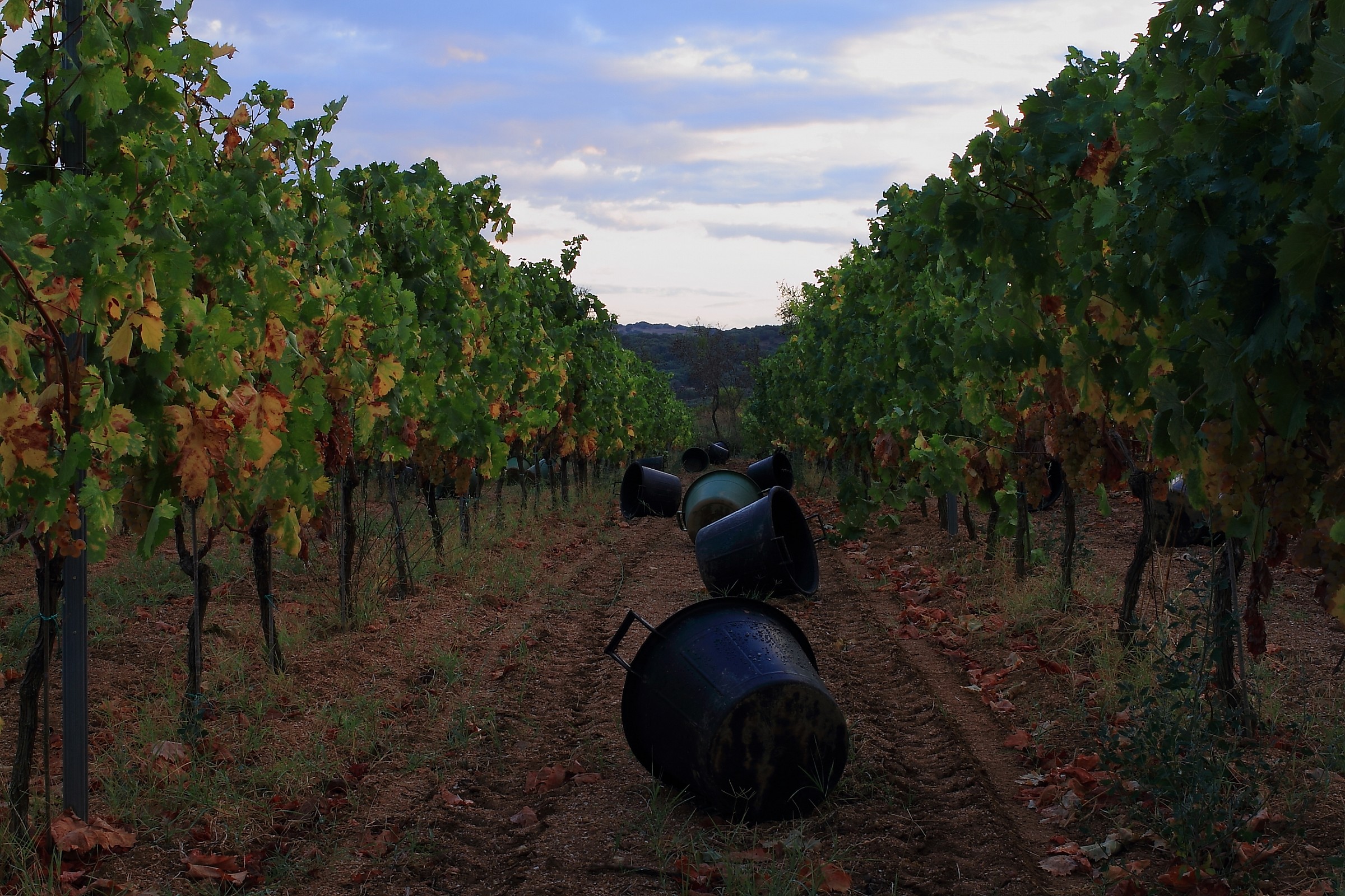 Vermentino, la sera prima del taglio