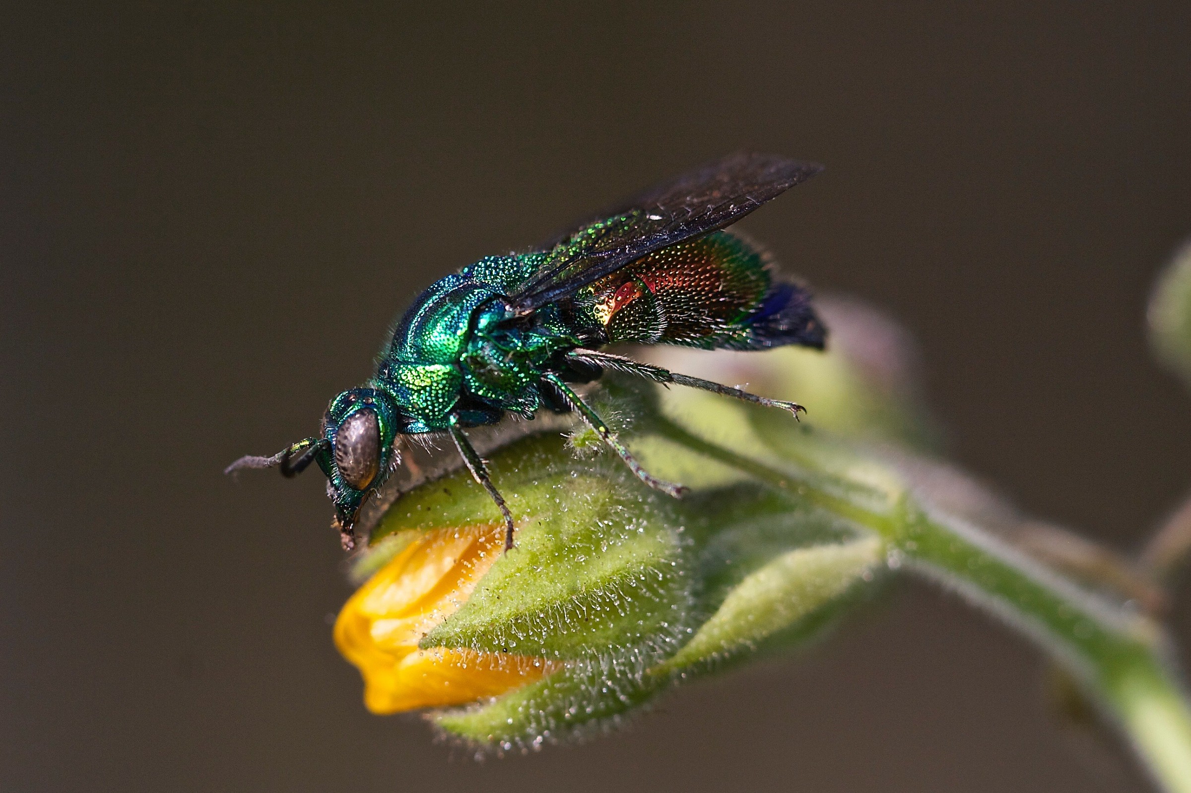 La mosca al naturale