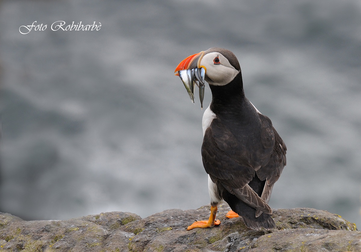 Pucinella di mare...