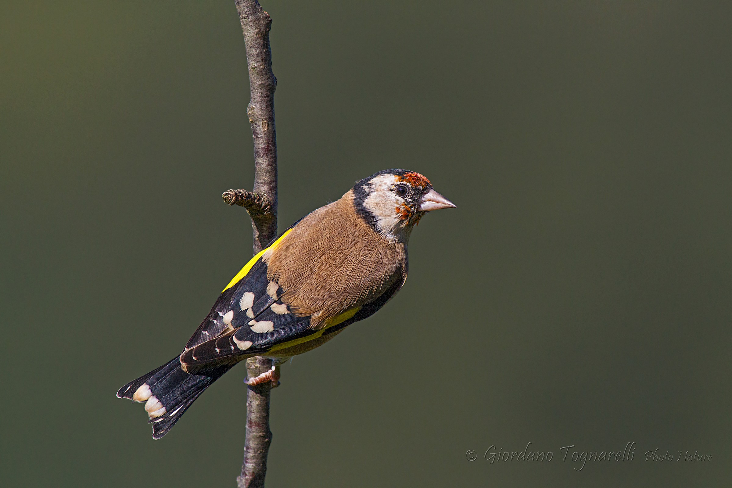 Goldfinch