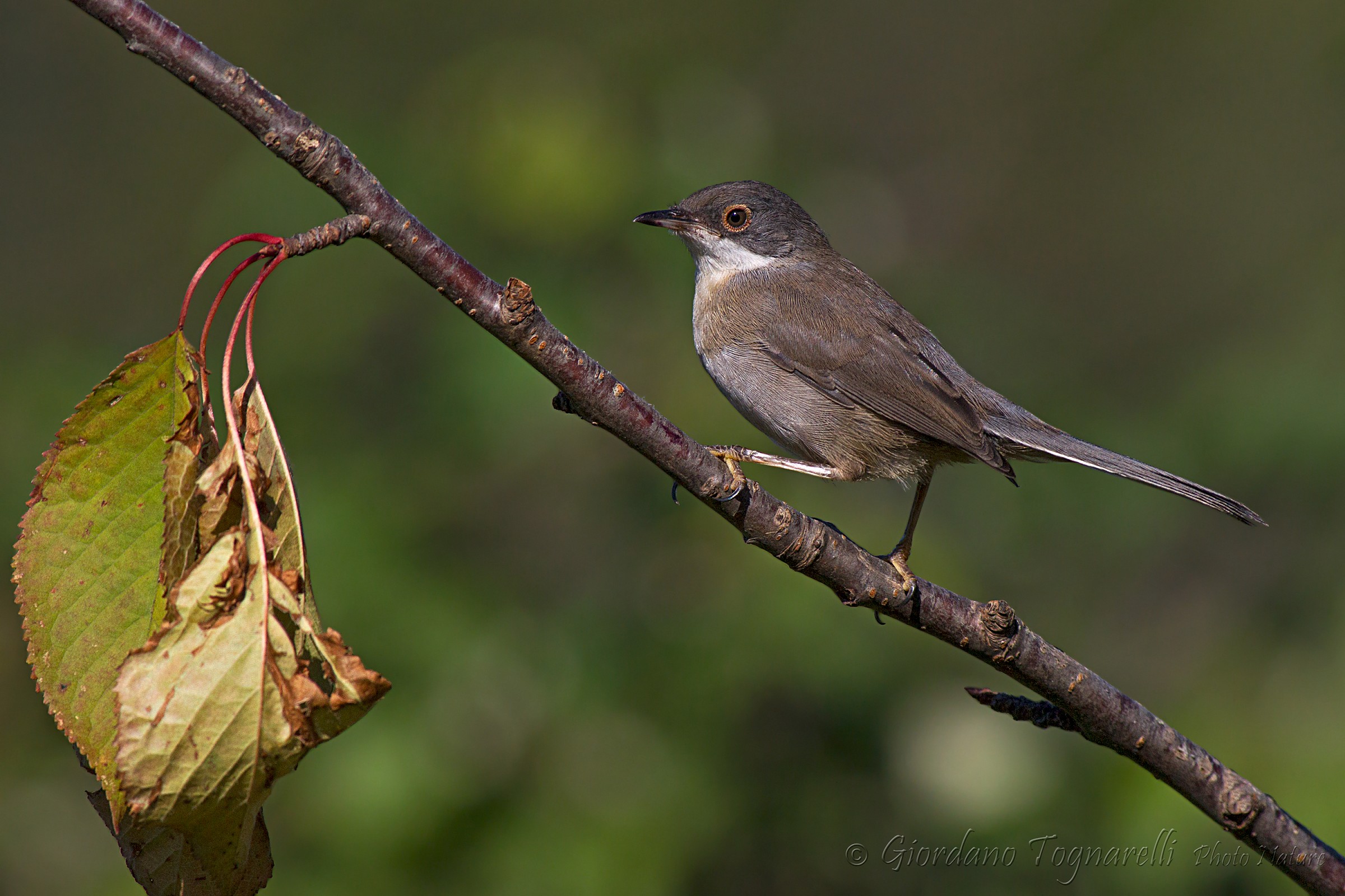 Warbler female