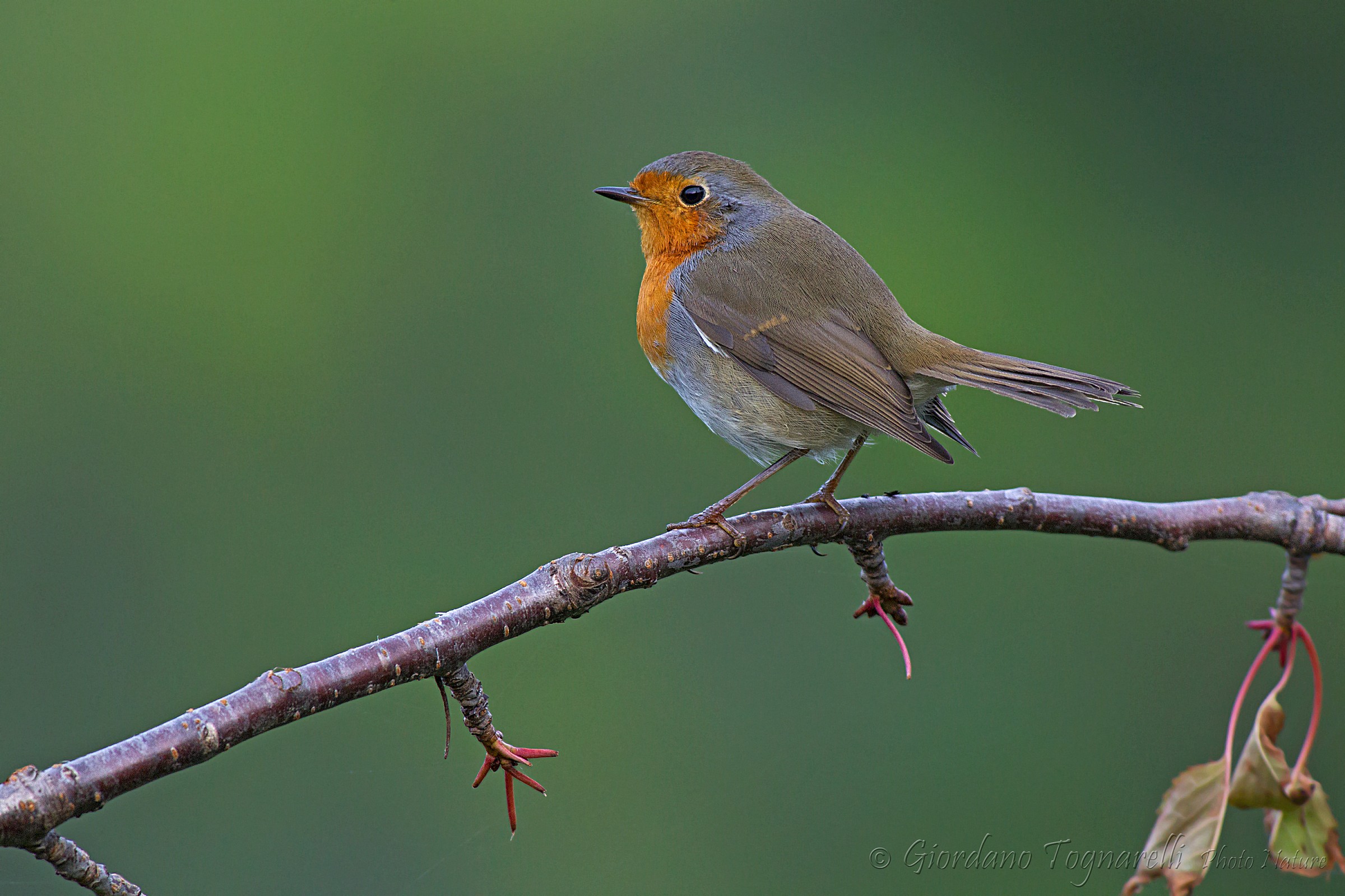 Robin (Erithacus robecula)