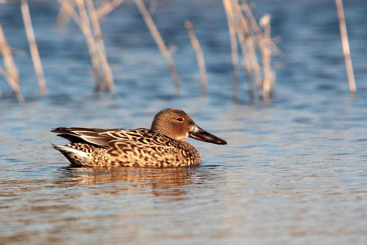 Shoveler (young male)