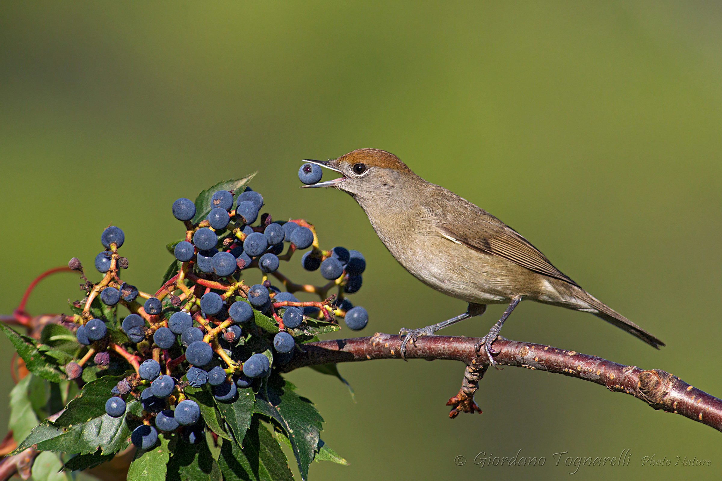 Blackcap female