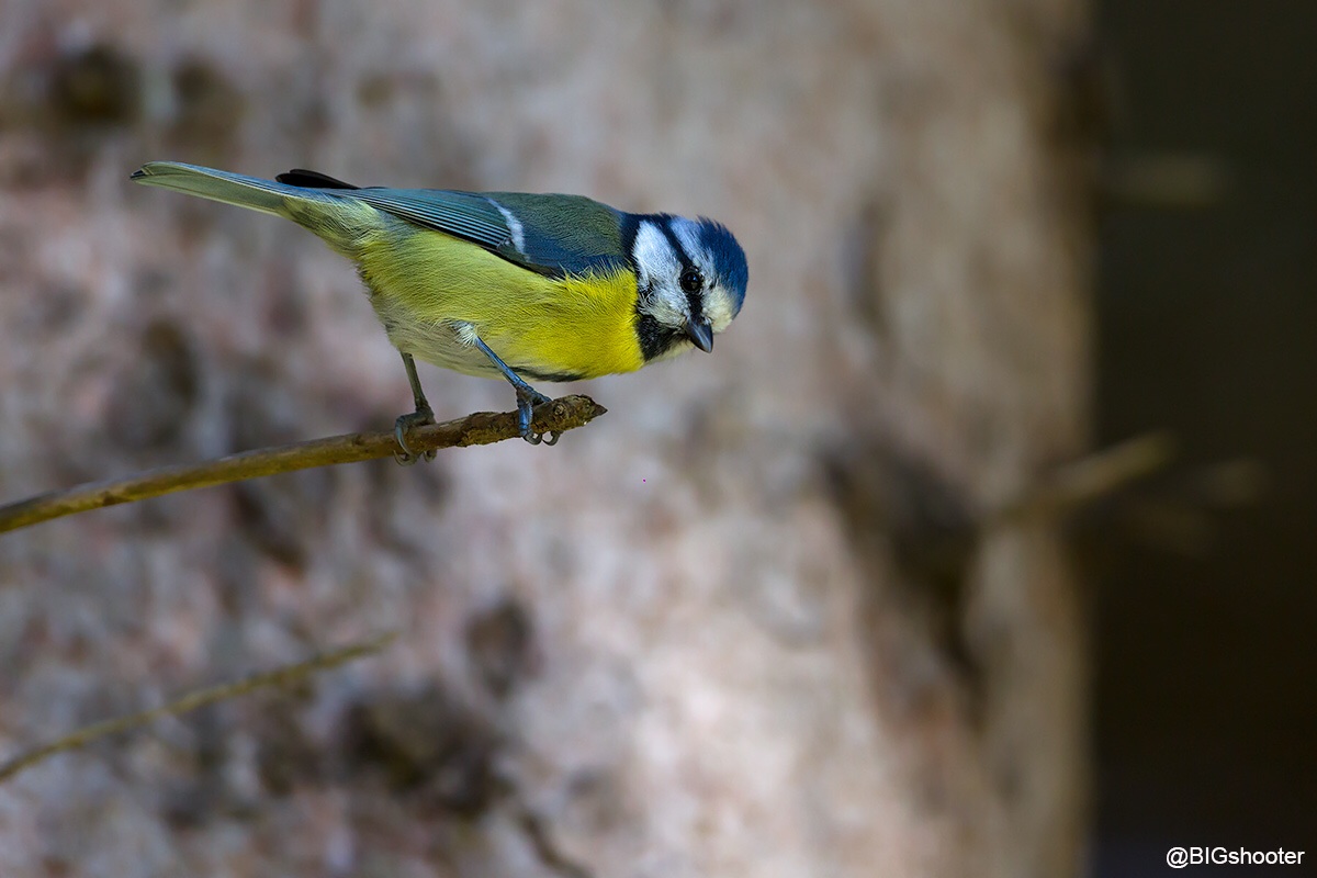 Blue Tit