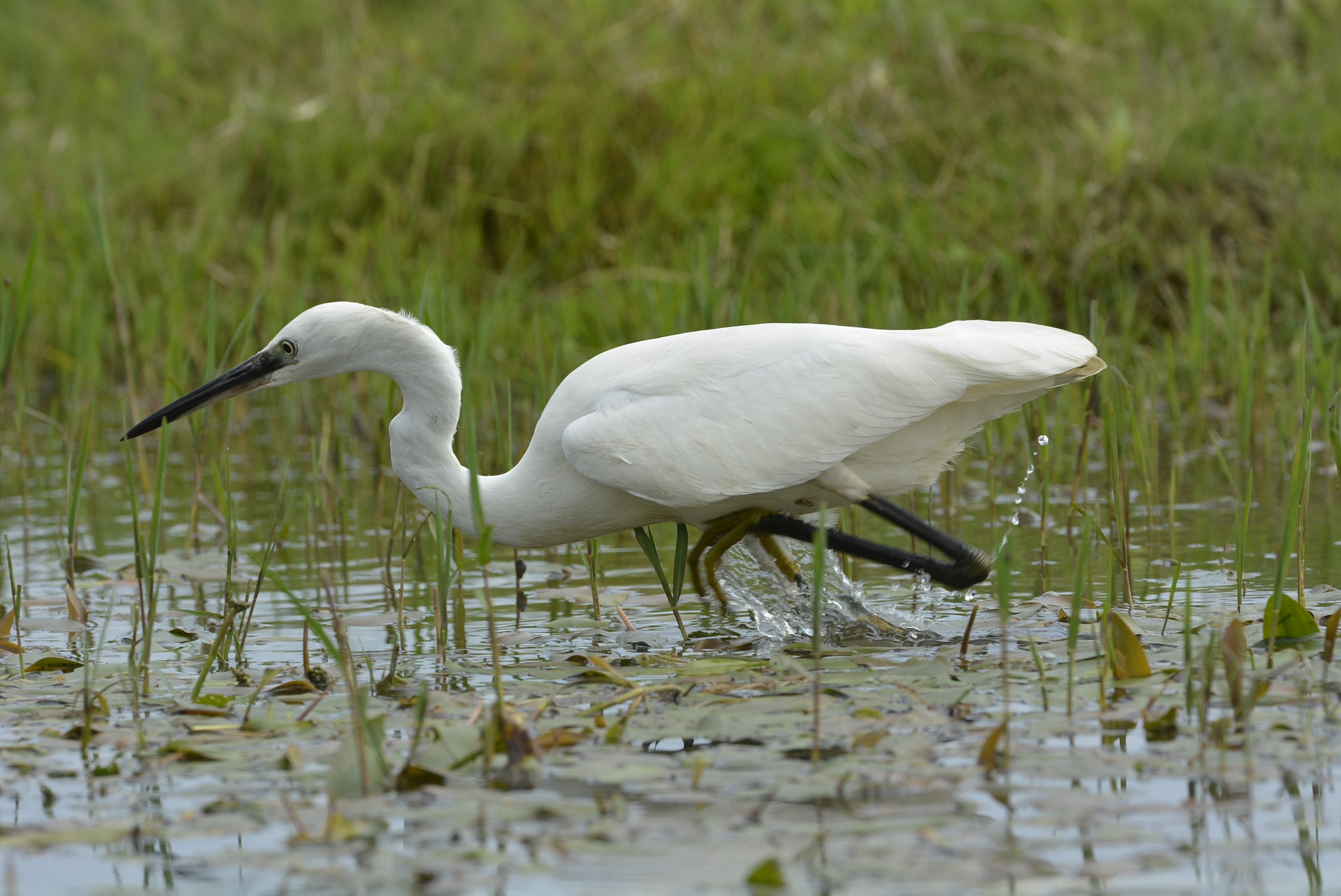 egret