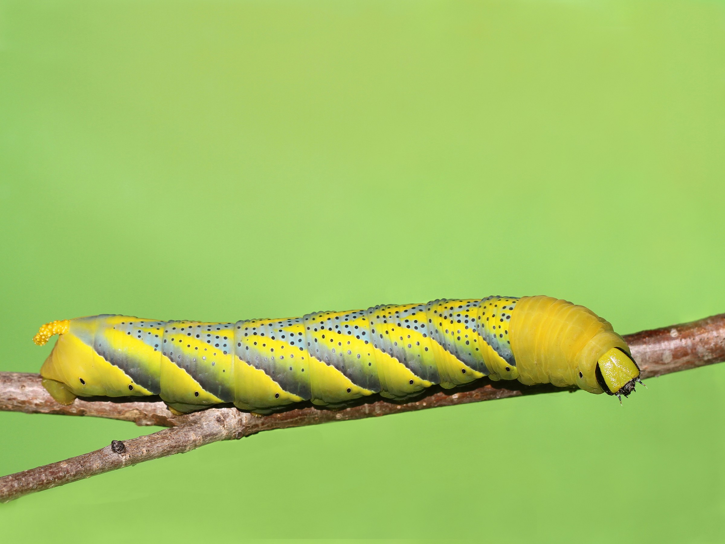 bruco della sfinge testa di morto