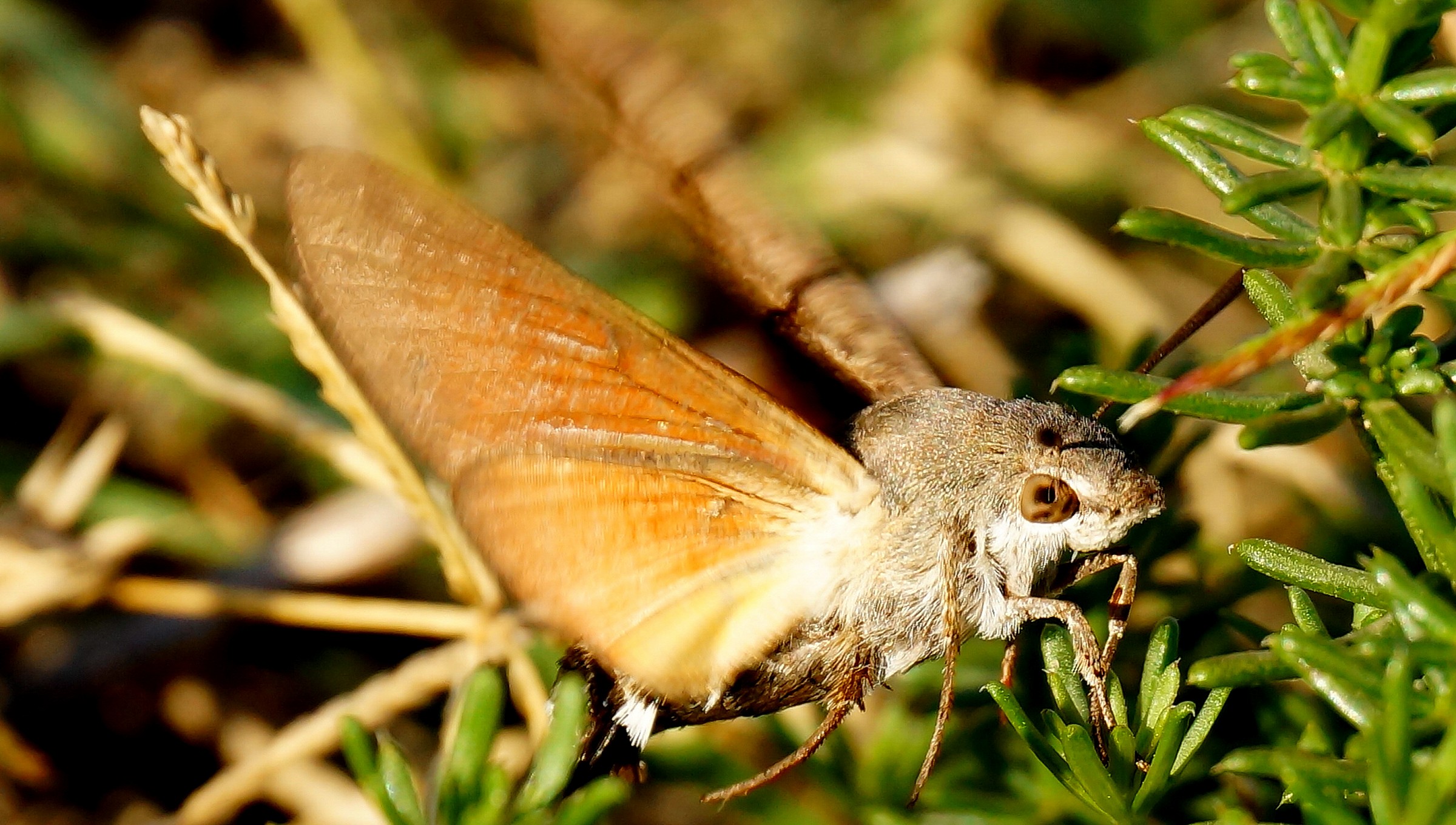 Speedy,toccata e fuga