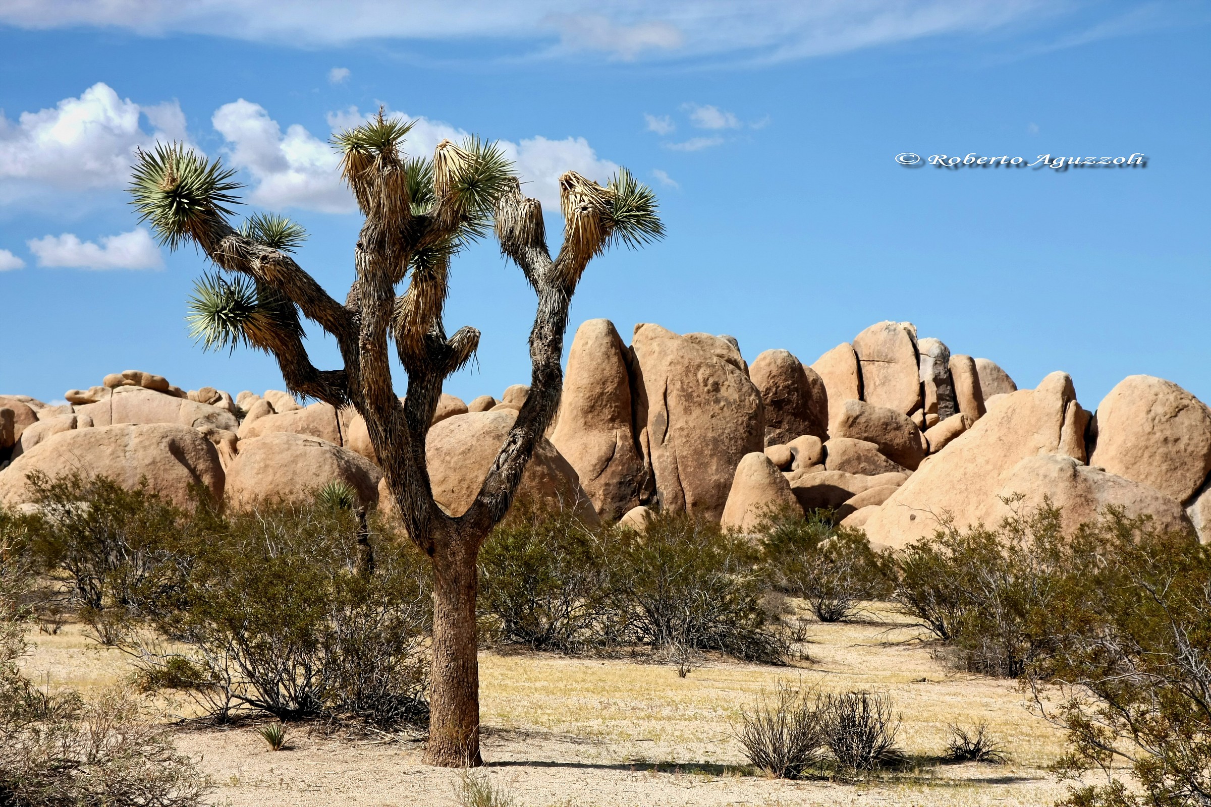 The joshua tree
