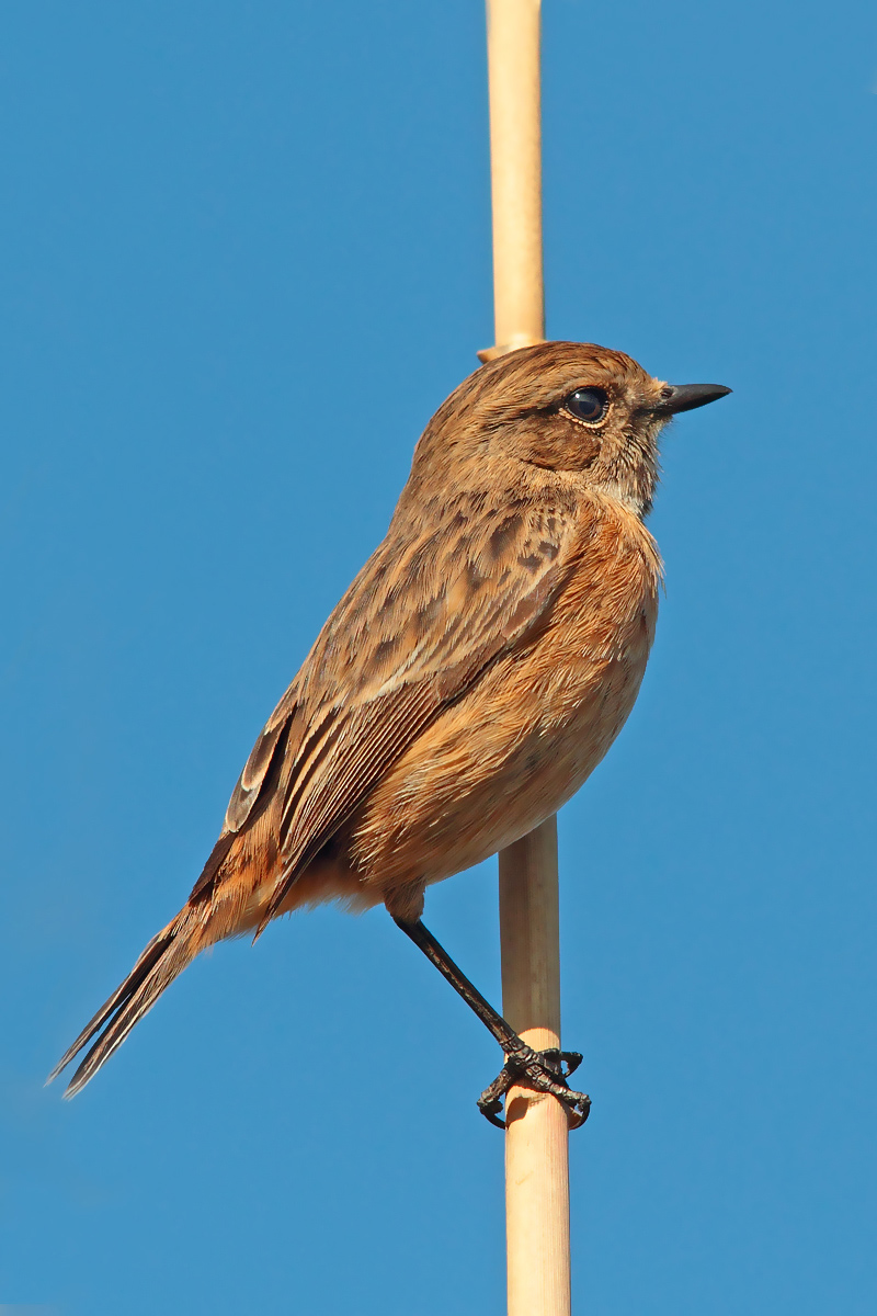 Stonechat