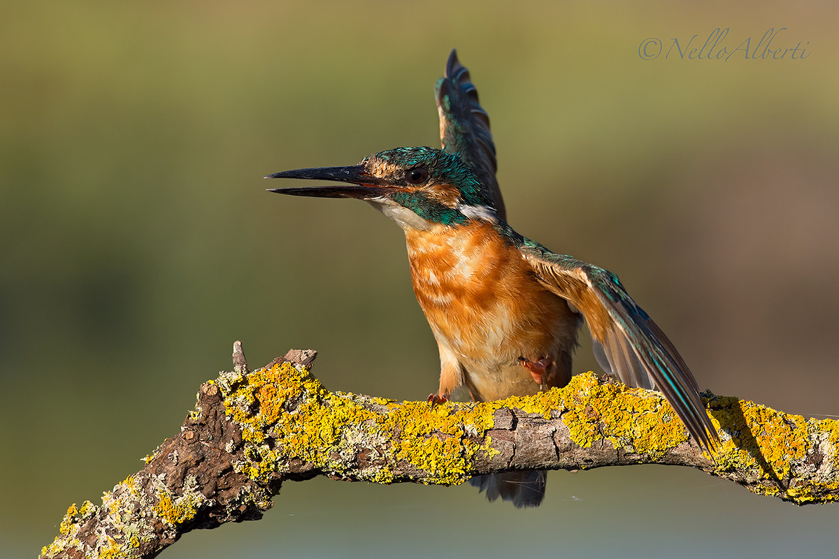 Martino a tarda sera !