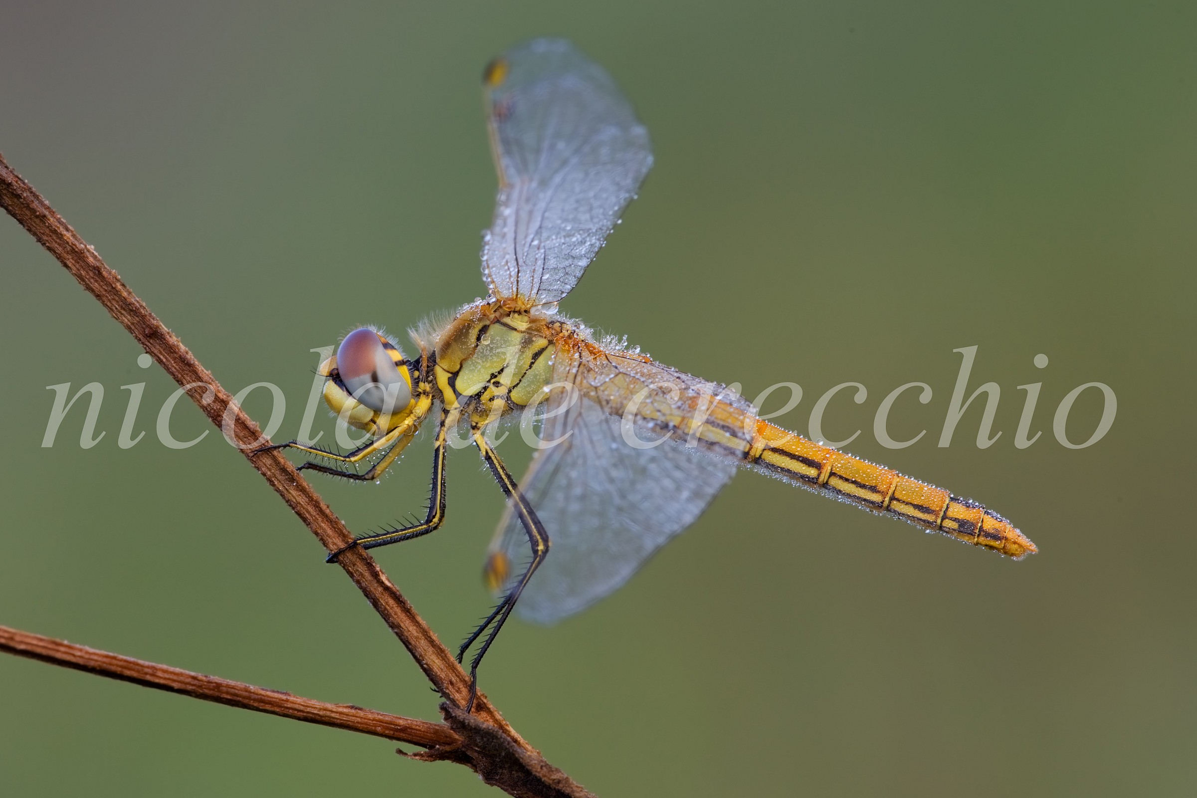 I have to dry its wings ...