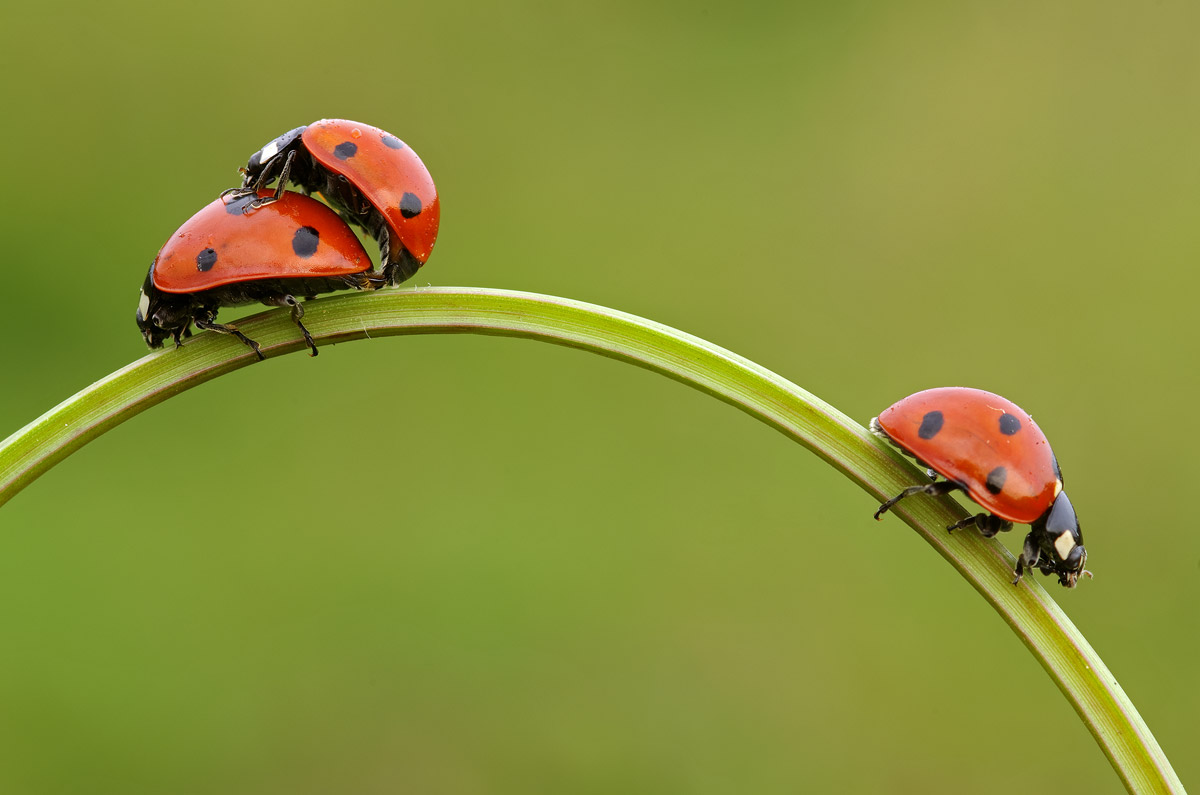 La solitudine del single