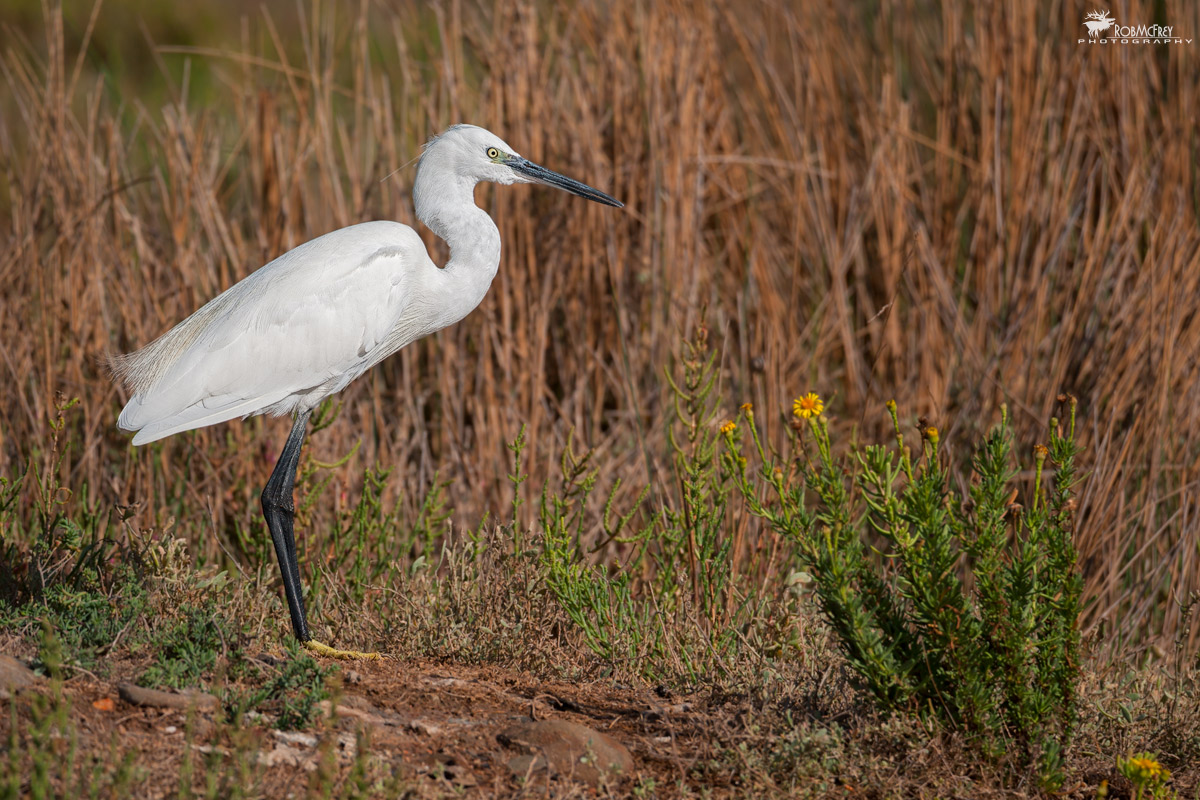 Egret on shore