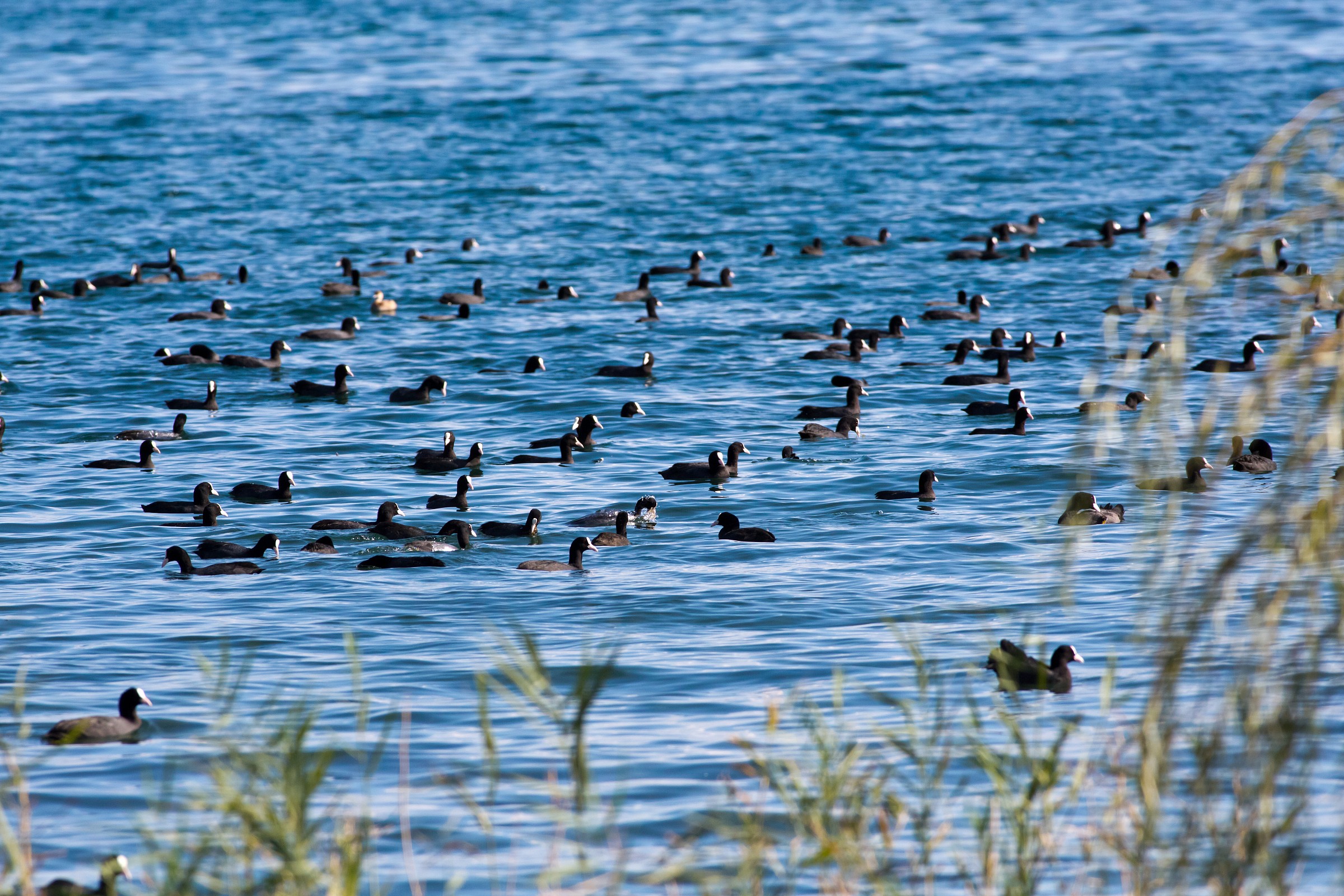 Gathering of Coots