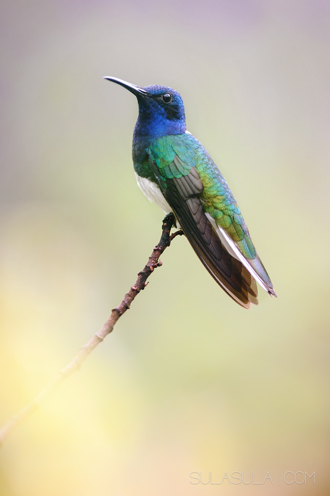 White-necked Jacobin | Panama