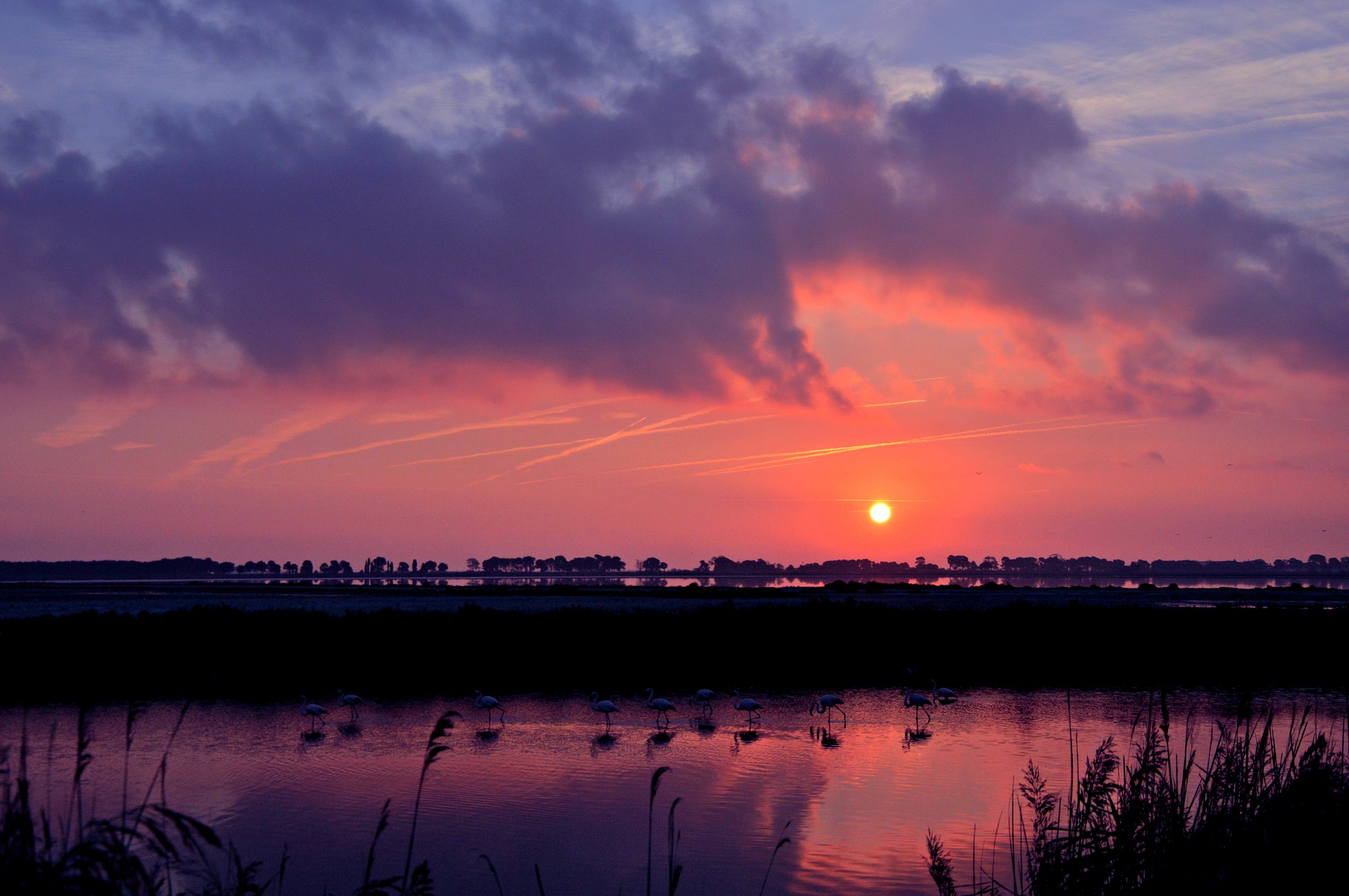 Fenicotteri all' alba